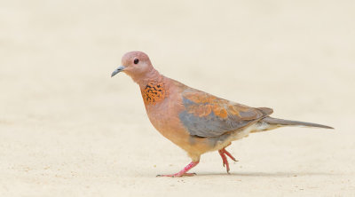 Laughing dove / Palmtortel