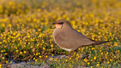 Collared Pratincole / Vorkstaartplevier