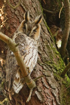 Long-eared owl / Ransuil