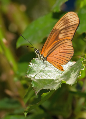 Eueides aliphera gracilis