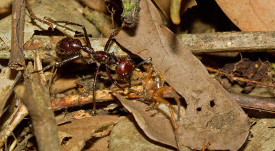 Bullet ant / Kogelmier