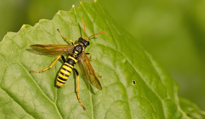 Figwort sawfly / Helmkruidbladwesp