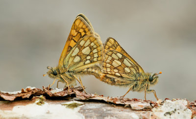 Chequered Skipper / Bont Dikkopje