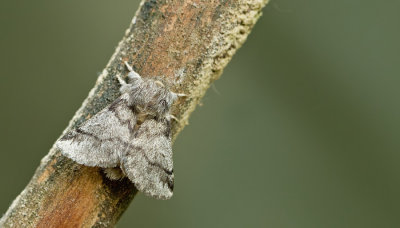 Oak processionary moth / Eikenprocessierups