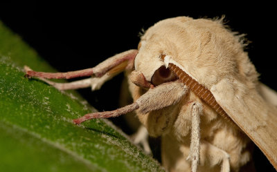 Oak Hawk-moth / Eikenpijlstaart