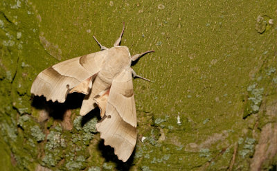 Oak Hawk-moth / Eikenpijlstaart