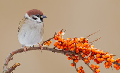 Treesparrow / Ringmus