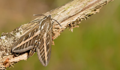 Striped Hawk-moth / Gestreepte pijlstaart