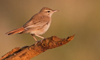 Eastern Rufous-tailed Scrub-Robin / Oostelijke Rosse Waaierstaart