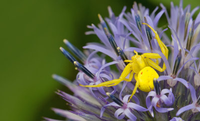 Misumena vatia / gewone kameleonspin 