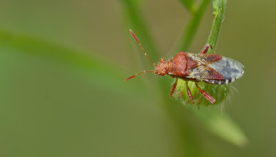 Rhopalus subrufus / Geblokte glasvleugelwants
