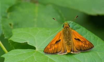 Large skipper / Groot Dikkopje