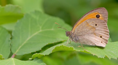 Meadow Brown / Bruin Zandoogje