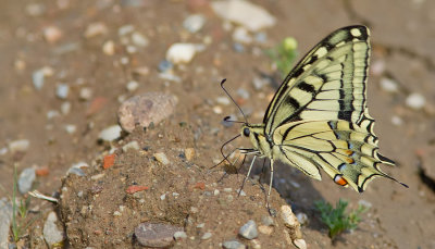 European Swallowtail / Koninginnenpage