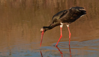 Black Stork / Zwarte ooievaar 
