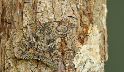 Dark Crimson Underwing / Karmozijnrood weeskind