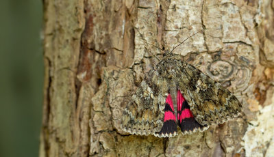 Dark Crimson Underwing / Karmozijnrood weeskind