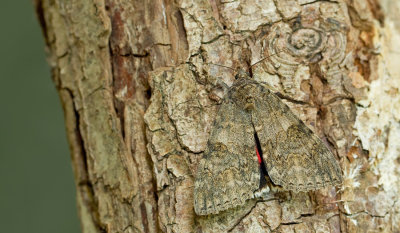 Red underwing moth / Rood weeskind 
