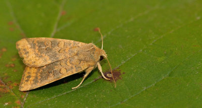 Dusky-lemon Sallow / Iepengouduil 