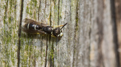 Microdynerus nugdunensis