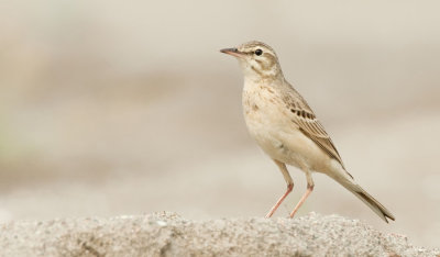 Tawny Pipit / Duinpieper