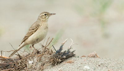 Tawny Pipit / Duinpieper