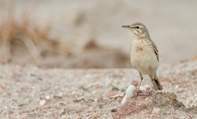 Tawny Pipit / Duinpieper