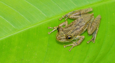 Olive snouted treefrog / Scinax elaeochrous