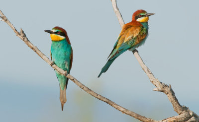 European Bee-eater / Bijeneter 