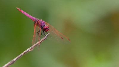 Violet dropwing / Purperlibel 