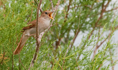 Common Nightingale / Nachtegaal