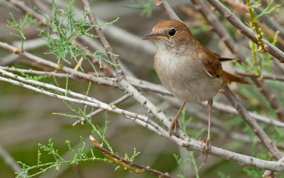 Common Nightingale / Nachtegaal