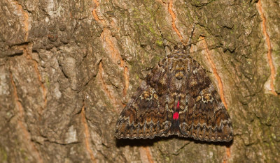 Dark Crimson Underwing / Karmozijnrood weeskind