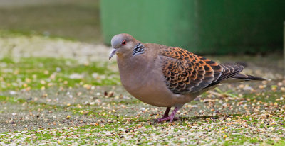 Oriental Turtle dove / Oosterse tortel
