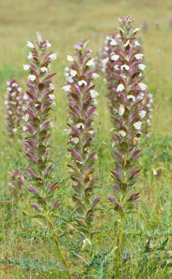 Acanthus mollis