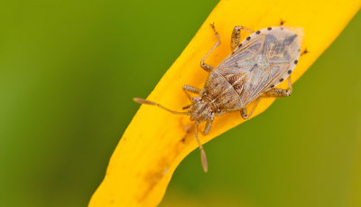 Stictopleurus abutilon / Brilglasvleugelwants