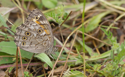 Lattice Brown / Grote Schaduwzandoog