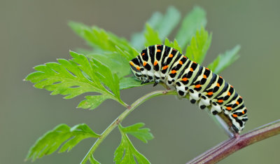 European Swallowtail / Koninginnenpage