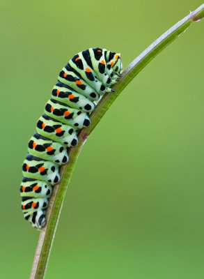 European Swallowtail / Koninginnenpage