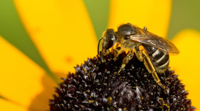 White-zoned Furrow-bee / Matte bandgroefbij