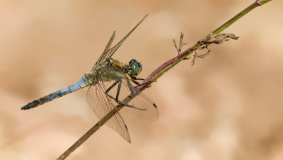 Black-tailed Skimmer / Gewone Oeverlibel