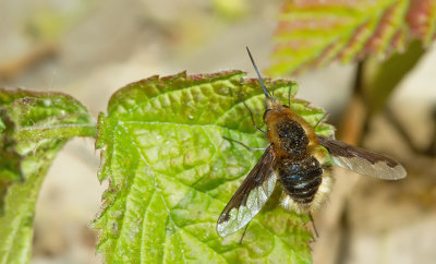 Bee Fly / Gewone wolzwever