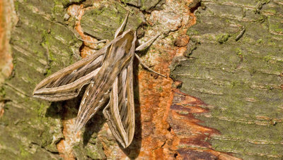 Silver-striped Hawkmoth - Wingerdpijlstaart - Hippotion celerio 