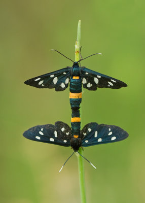 Nine-spotted moth / Phegeavlinder 