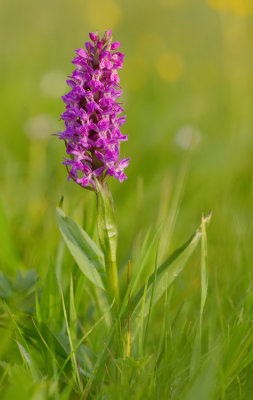 Broad-leaved Marsh Orchid / Brede orchis