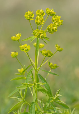 Euphorbia esula / Heksenmelk