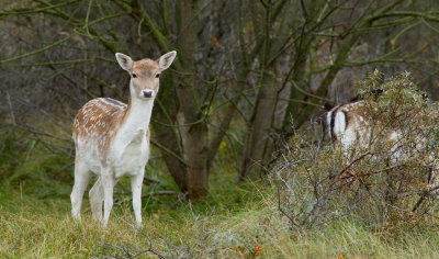 Fallow deer / Damhert