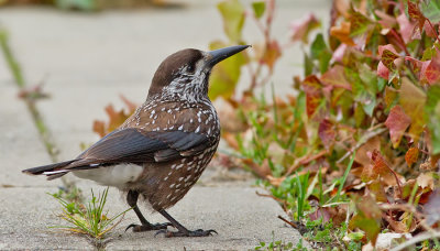 Spotted nutcracker / Notenkraker