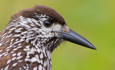 Spotted nutcracker / Notenkraker