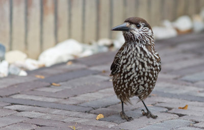 Spotted nutcracker / Notenkraker